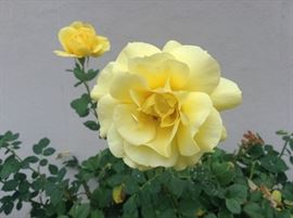 One of his favorite sayings was, "I've had an elegant sufficiency...."