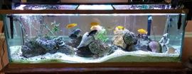 1 of 4 Large Aquariums with Fish & Supplies and more
