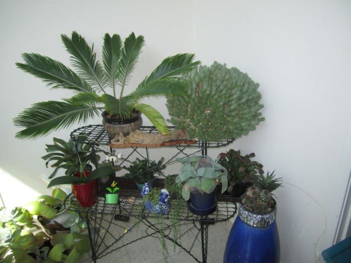 Variety live plants