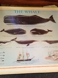 "The Whale" - chart of information about whales