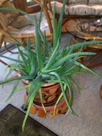 Another aloe vera plant