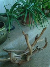 Driftwood and aloe vera plants