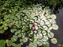 The Minks ate the Koi :(