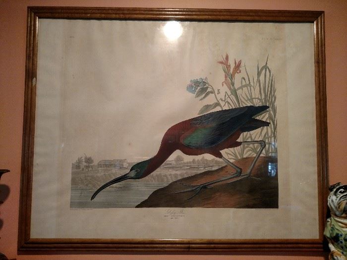 John James Audubon  aquatint engraving "Glofsy Ibis", Havel 1837