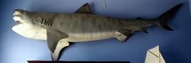 11.5' Tiger Shark Replica With Authentic Jaw And Fiberglass Body