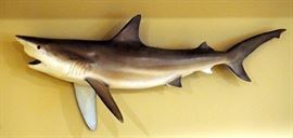 Grey Reef Shark Replica With Authentic Jaw And Fiberglass Body 25"H x 65"L x 11"D