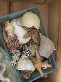 Lots of shells.