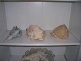SEA SHELLS