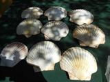 SUPER SEA SHELLS