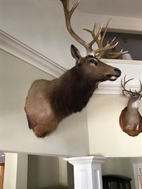 Beautiful Elk mount