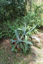 Lots of awesome plants