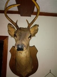 Vintage Deer Bust