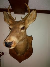 Vintage Deer Bust
