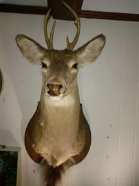 Vintage Deer Doe with Tail Bust