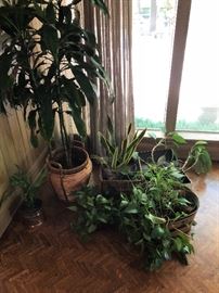 Assorted house plants, several more than pictured