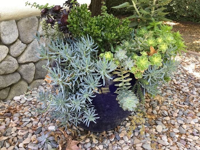 Another Mad Potter planter with succulents