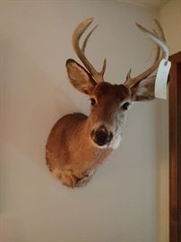 Deer Mount 1