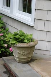Garden Pot and Plant