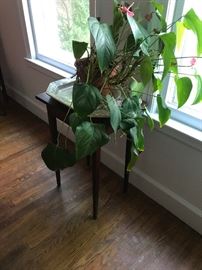 plant stand and brass tray