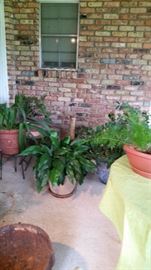 Yard or indoor plants