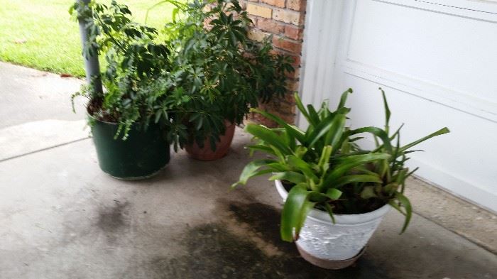 More plants