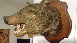 LARGE WILD BOAR HEAD