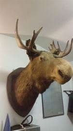 MOOSE HEAD TAXIDERMY (36" ANTLER SPREAD)