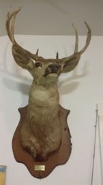 LARGE MULE DEER HEAD