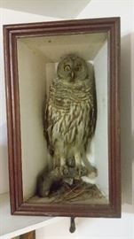 WHOOO WANTS THIS TAXIDERMY OWL