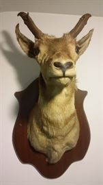 ROE DEER TAXIDERMY