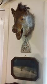 WILD BOAR HEAD....OLD LONE WOLF PRINT