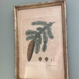 Antique botanical print