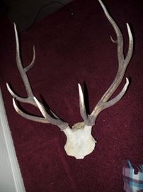 Large Antlers