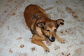 Bungie says keep looking for more pictures that she will take soon.  Also come see her at the sale!