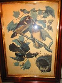 Avian print in Victorian frame