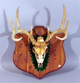 Mounted Deer Skull on Wooden Shield, Shield Measures 18" x 18"