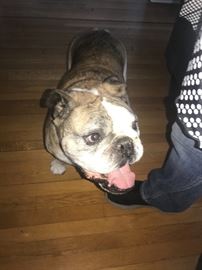 Puppy not for sale!!