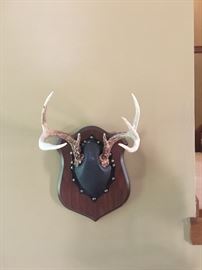 MOUNTED ANTLERS/TAXIDERMY 