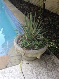 One of four identical poolside planters