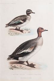 Antique lithographs, pair