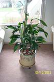 live plants with pots