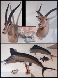 Antelope and Fish Taxidermy plus carve sculptures and figurine.