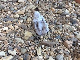 Back yard - statuary