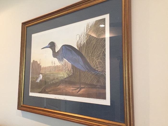Havell framed Audubon print
