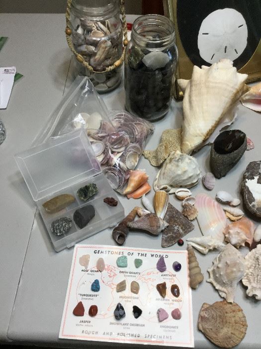 Natural History ft. Seashell Assortment  http://www.ctonlineauctions.com/detail.asp?id=737658