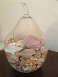 Seashell collection 