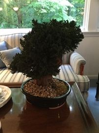 Bonsai tree