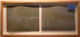 LOWDEN, Sharon, Oil Stick on Mylar,  25 1/2" x 11 1/2"