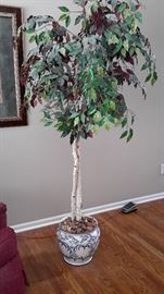 Pretty blue and white ceramic planter holding ficus tree.