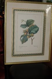 Framed Botanical Print.